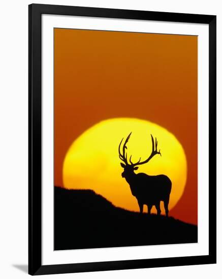 Bull Elk Outlined by Sun-Chase Swift-Framed Photographic Print