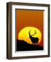 Bull Elk Outlined by Sun-Chase Swift-Framed Photographic Print