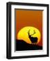 Bull Elk Outlined by Sun-Chase Swift-Framed Photographic Print