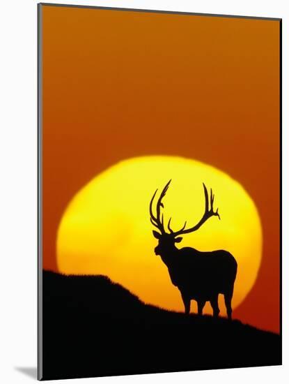 Bull Elk Outlined by Sun-Chase Swift-Mounted Photographic Print