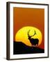 Bull Elk Outlined by Sun-Chase Swift-Framed Photographic Print