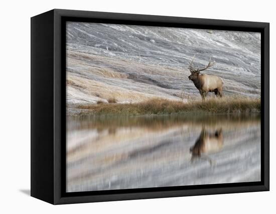 Bull Elk reflecting on pond at base of Canary Spring, Yellowstone National Park, Montana, Wyoming-Adam Jones-Framed Stretched Canvas