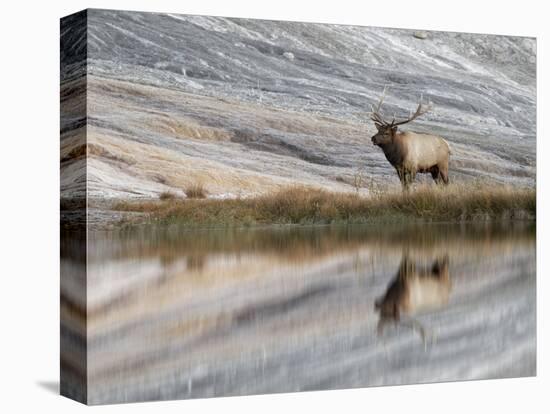 Bull Elk reflecting on pond at base of Canary Spring, Yellowstone National Park, Montana, Wyoming-Adam Jones-Stretched Canvas