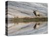 Bull Elk reflecting on pond at base of Canary Spring, Yellowstone National Park, Montana, Wyoming-Adam Jones-Stretched Canvas