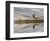 Bull Elk reflecting on pond at base of Canary Spring, Yellowstone National Park, Montana, Wyoming-Adam Jones-Framed Photographic Print