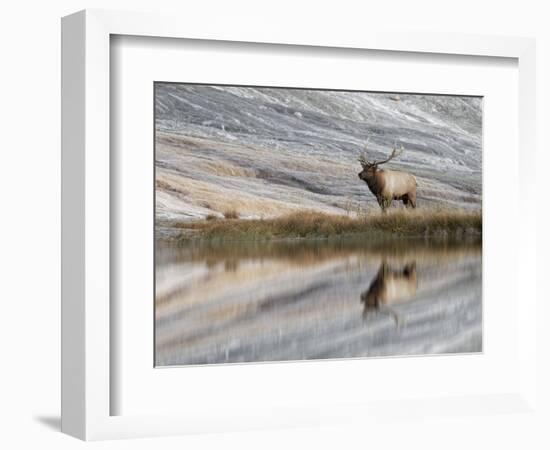 Bull Elk reflecting on pond at base of Canary Spring, Yellowstone National Park, Montana, Wyoming-Adam Jones-Framed Photographic Print