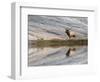 Bull Elk reflecting on pond at base of Canary Spring, Yellowstone National Park, Montana, Wyoming-Adam Jones-Framed Photographic Print