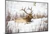 Bull Elk resting in snow, Colorado, USA-Michael Scheufler-Mounted Photographic Print