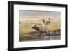 Bull Elk with Females on Foggy Morning Along Madison River, Yellowstone National Park, Wyoming-Adam Jones-Framed Photographic Print