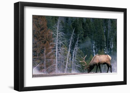 Bull Elk, Wyoming-Art Wolfe-Framed Giclee Print