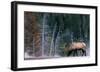 Bull Elk, Wyoming-Art Wolfe-Framed Giclee Print