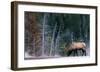 Bull Elk, Wyoming-Art Wolfe-Framed Giclee Print