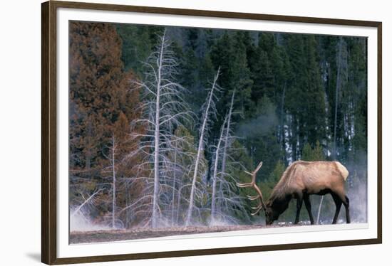 Bull Elk, Wyoming-Art Wolfe-Framed Giclee Print