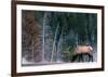 Bull Elk, Wyoming-Art Wolfe-Framed Giclee Print