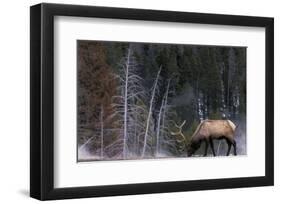 Bull Elk, Wyoming-Art Wolfe-Framed Art Print
