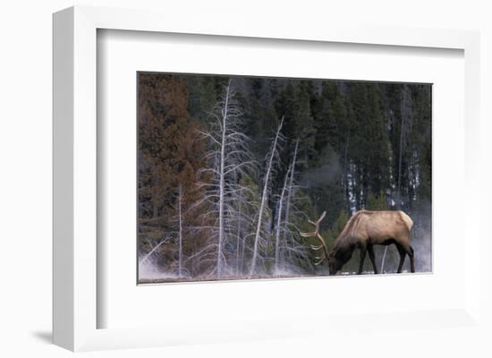 Bull Elk, Wyoming-Art Wolfe-Framed Art Print