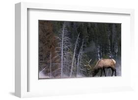 Bull Elk, Wyoming-Art Wolfe-Framed Art Print