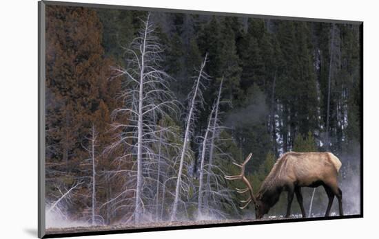 Bull Elk, Wyoming-Art Wolfe-Mounted Art Print