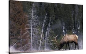 Bull Elk, Wyoming-Art Wolfe-Stretched Canvas