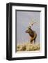 Bull Elk Yellowstone Natl Park-null-Framed Art Print