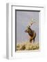 Bull Elk Yellowstone Natl Park-null-Framed Art Print