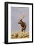 Bull Elk Yellowstone Natl Park-null-Framed Art Print