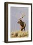 Bull Elk Yellowstone Natl Park-null-Framed Art Print