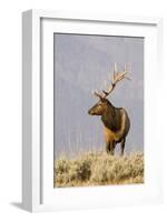 Bull Elk Yellowstone Natl Park-null-Framed Art Print