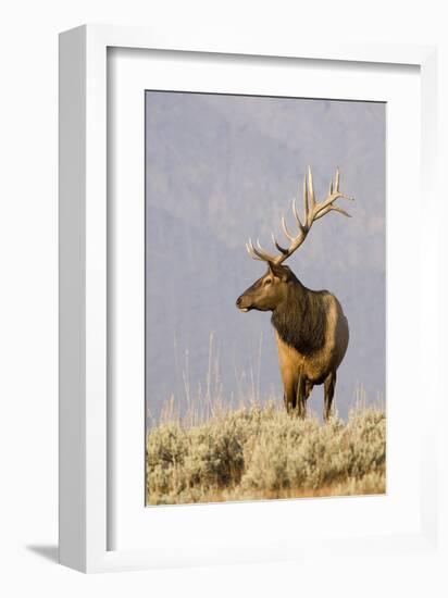 Bull Elk Yellowstone Natl Park-null-Framed Art Print