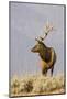 Bull Elk Yellowstone Natl Park-null-Mounted Art Print
