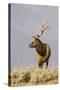 Bull Elk Yellowstone Natl Park-null-Stretched Canvas