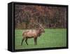 Bull Elk-Galloimages Online-Framed Stretched Canvas