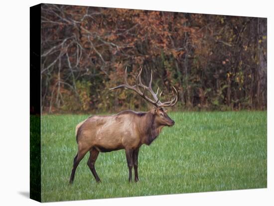 Bull Elk-Galloimages Online-Stretched Canvas