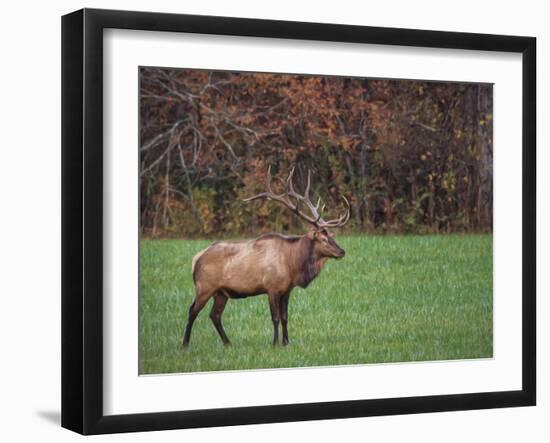 Bull Elk-Galloimages Online-Framed Photographic Print