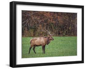 Bull Elk-Galloimages Online-Framed Photographic Print