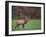 Bull Elk-Galloimages Online-Framed Photographic Print