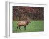 Bull Elk-Galloimages Online-Framed Photographic Print