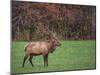 Bull Elk-Galloimages Online-Mounted Photographic Print