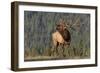 Bull Elk-David Osborn-Framed Photographic Print