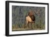 Bull Elk-David Osborn-Framed Photographic Print