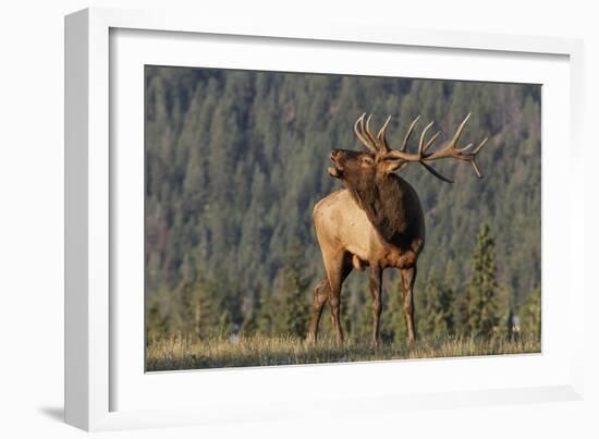 Bull Elk-David Osborn-Framed Photographic Print