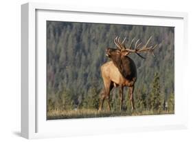 Bull Elk-David Osborn-Framed Photographic Print