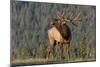 Bull Elk-David Osborn-Mounted Photographic Print