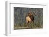 Bull Elk-David Osborn-Framed Photographic Print