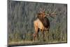 Bull Elk-David Osborn-Mounted Photographic Print