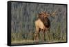 Bull Elk-David Osborn-Framed Stretched Canvas