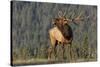 Bull Elk-David Osborn-Stretched Canvas