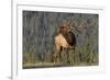 Bull Elk-David Osborn-Framed Photographic Print