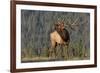 Bull Elk-David Osborn-Framed Photographic Print