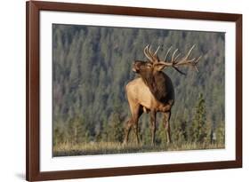 Bull Elk-David Osborn-Framed Photographic Print